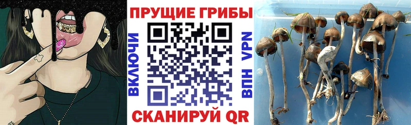 мориарти официальный сайт  Лагань  Псилоцибиновые грибы GOLDEN TEACHER  где найти  